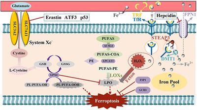 Mechanism and application prospect of ferroptosis inhibitors in improving osteoporosis